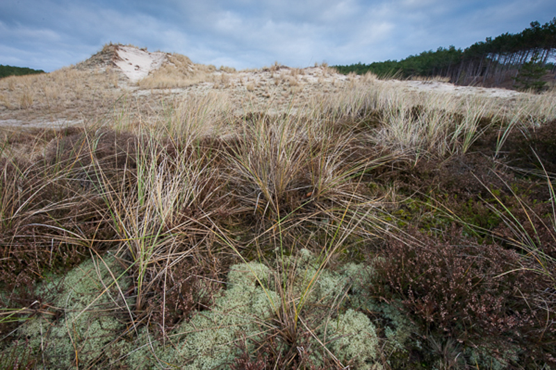 Duinen Schoorl